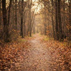Path through autumn woods with falling leaves, symbolizing life transitions and the season of grief.