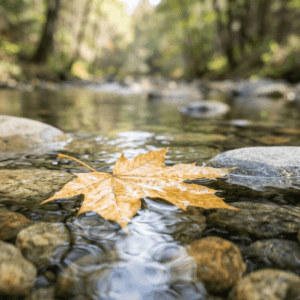 A single golden leaf floating gently on a clear stream around smooth river stones